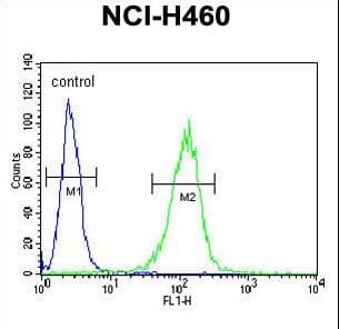 COQ9 Antibody (aa156-184)