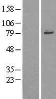 TRIM56 Protein (Over-Expression Lysate Myc-DDK (Flag))