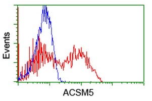ACSM5 / MACS3 Antibody (clone OTI4B11)