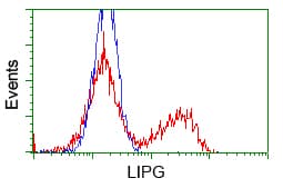 PIM2 / Pim-2 Antibody (clone OTI10A12)