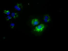 NME4 Antibody (clone OTI5E4)