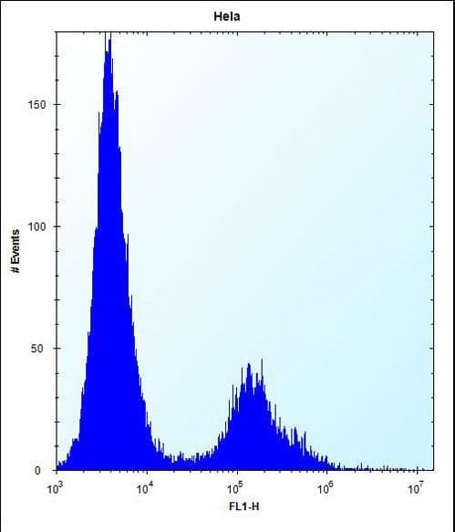 Polyclonal Rabbit anti-Human Vitamin D Receptor / VDR Antibody (aa274-299, WB)