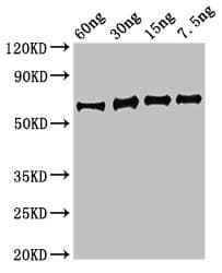 Staphylococcus aureus Enolase Antibody