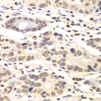 CCNC / Cyclin C Antibody