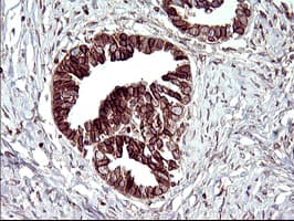 TXNDC1 / TMX1 Antibody (clone OTI3H5, Carrier-free)