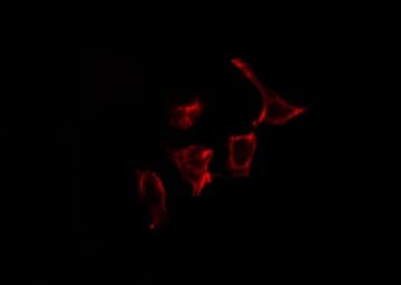 Nor-1 / NR4A3 Antibody