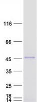 Human PPHLN1 Protein (Recombinant Myc-DDK (Flag))