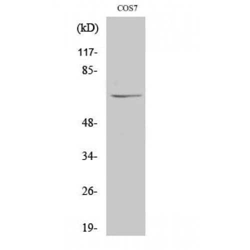 NUB1 Antibody (540-620 aa, C-terminal)