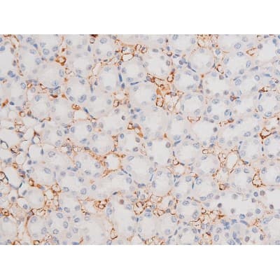 STAT1 Antibody (phospho-Ser727)