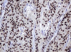 ZSCAN18 / ZNF447 Antibody (clone OTI4D1)