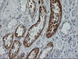 GATM / AGAT Antibody (clone 1C9, Carrier-free)