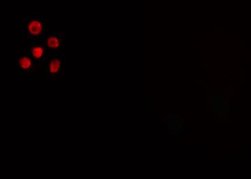 CREM / ICER Antibody