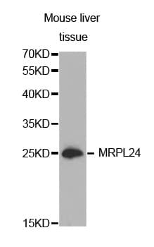 MRPL24 Antibody