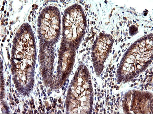 SHBG Antibody (clone OTI1H10)