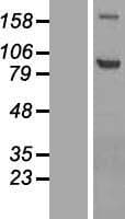 ADAMTS4 Protein (Over-Expression Lysate Myc-DDK (Flag))