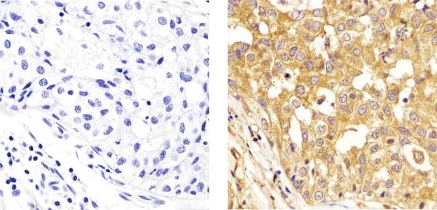 Alpha Tubulin Antibody (clone TU-01)