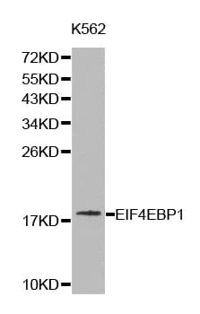 EIF4EBP1 / 4EBP1 Antibody