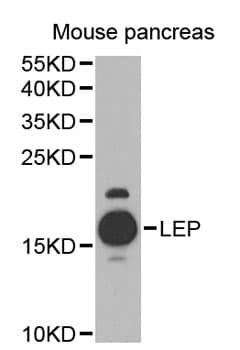 Leptin Antibody