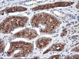 ENPEP / Aminopeptidase A Antibody (clone OTI3E7)