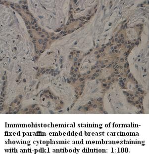 PDK1 Antibody (C-Terminus)