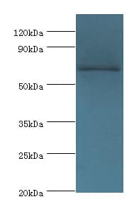 Polyclonal Rabbit anti-Human TAF5L Antibody (aa1-325, WB)