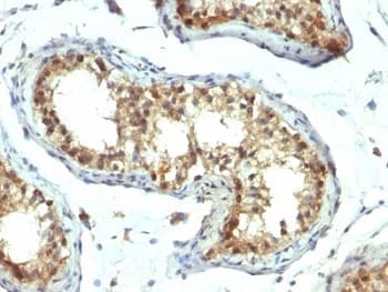 PAX7 Antibody (aa300-600, clone PAX7/1187)