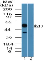 IHC-plus™ Polyclonal Rabbit anti-Human IKZF3 / AIOLOS Antibody (aa350-400, IHC, WB)