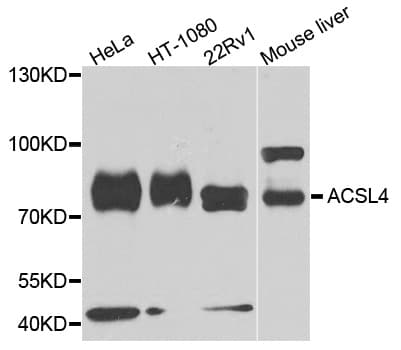 Polyclonal Rabbit anti-Human ACSL4 / FACL4 Antibody (WB)