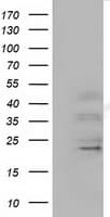 EFNA2 / Ephrin A2 Antibody (clone OTI2C6)