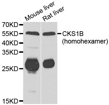CKS1B / CKS1 Antibody