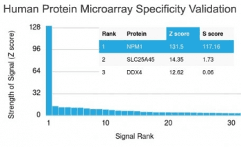 Monoclonal Mouse anti-Human NPM1 / NPM / Nucleophosmin Antibody (clone NA24, IHC)
