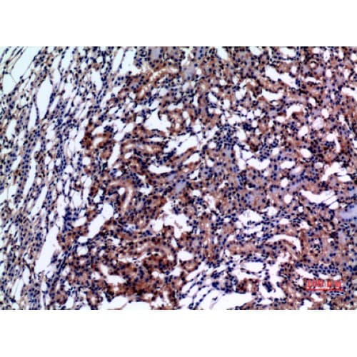 E2F4 Antibody