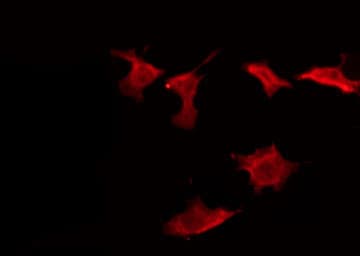 Polyclonal Rabbit anti-Human NK1 / CD160 Antibody (IF, WB)