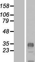 CLDND1 Protein (Over-Expression Lysate Myc-DDK (Flag))