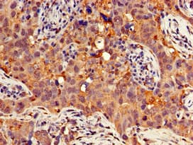 GNB4 Antibody