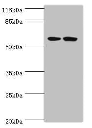 WDR21A / DCAF4 Antibody (aa1-495)