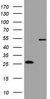 OXSM / KS Antibody (clone OTI1G5)