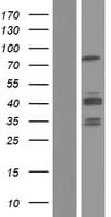 GIT2 Protein (Over-Expression Lysate Myc-DDK (Flag))