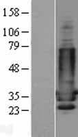 PPP1R1B / DARPP-32 Protein (Over-Expression Lysate Myc-DDK (Flag))