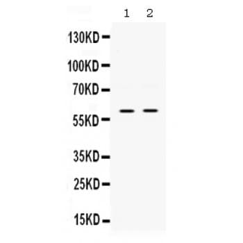 SKAP1 / SCAP1 Antibody (aa163-189)