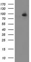 ALDH1L1 Antibody (clone 2A6, Carrier-free)