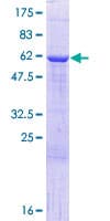 Human HNRNPAB Protein (Recombinant GST)