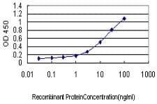 Monoclonal Mouse anti-Human GJB3 / CX31 / Connexin 31 Antibody (clone 3B4-1B3, IF, WB)