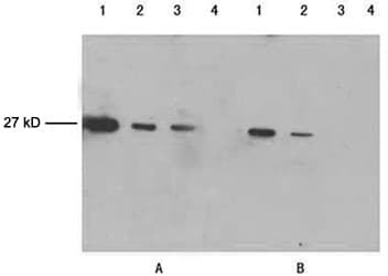 GFP Antibody (clone 5E5G11)
