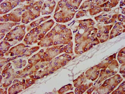PTPMT1 Antibody (aa28-201)