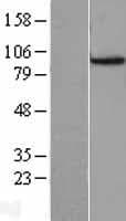 Human CDC27 Protein (Over-Expression Lysate Myc-DDK (Flag))
