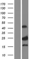 CNO Protein (Over-Expression Lysate Myc-DDK (Flag))