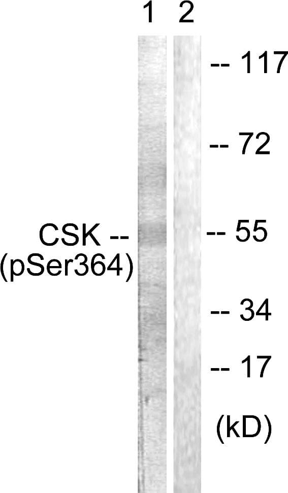 c-Src Kinase / CSK Antibody (phospho-Ser364)