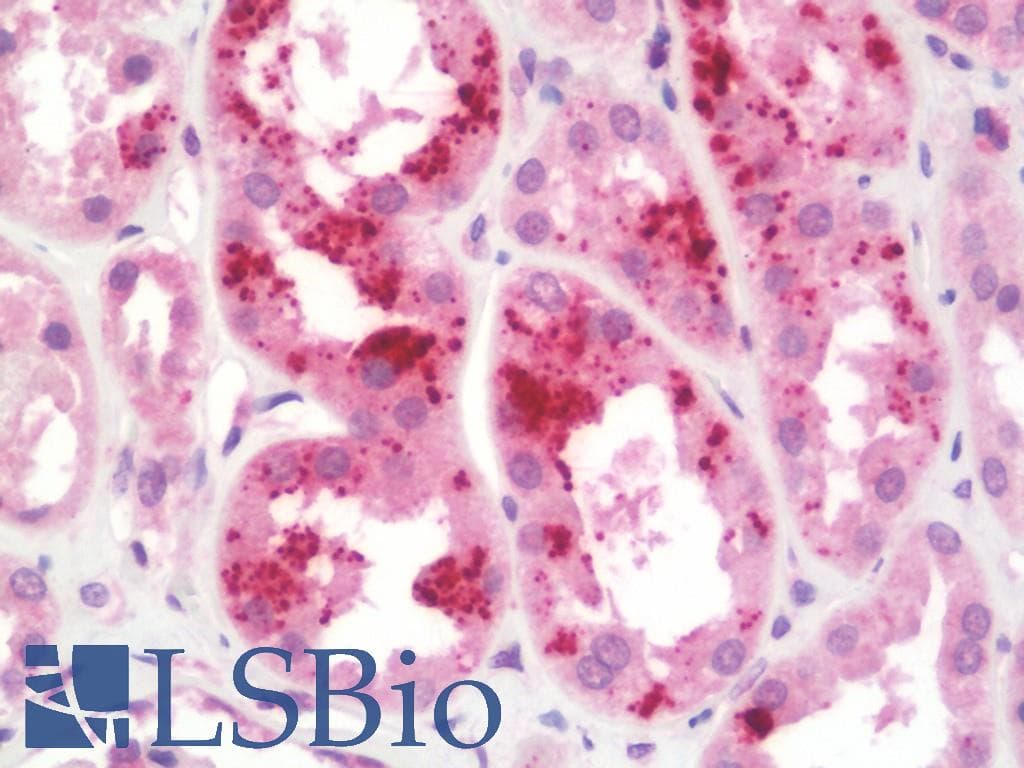 IHC-plus™ CST3 / Cystatin C Antibody