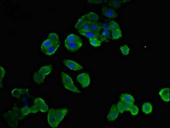 NTSR1 / NTR Antibody